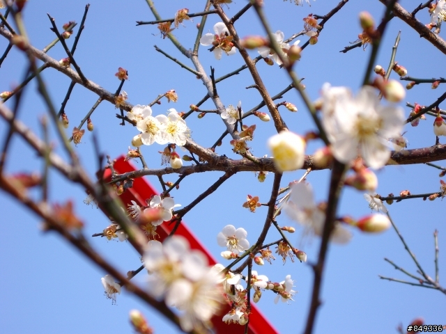 上角板山賞梅花正是時候~~~~