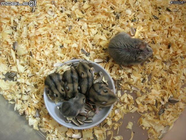 三線鼠認養