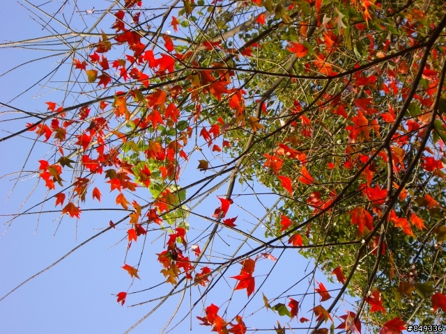 上角板山賞梅花正是時候~~~~
