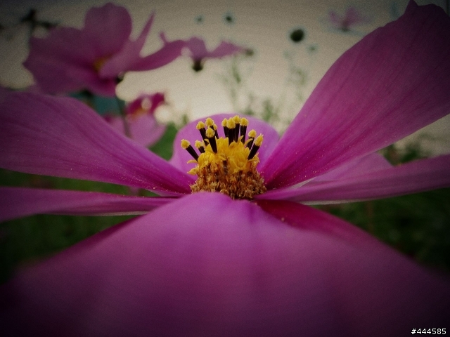 花的特寫