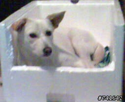 協尋~台北萬華失蹤愛犬妞妞~1/9,請大家幫忙