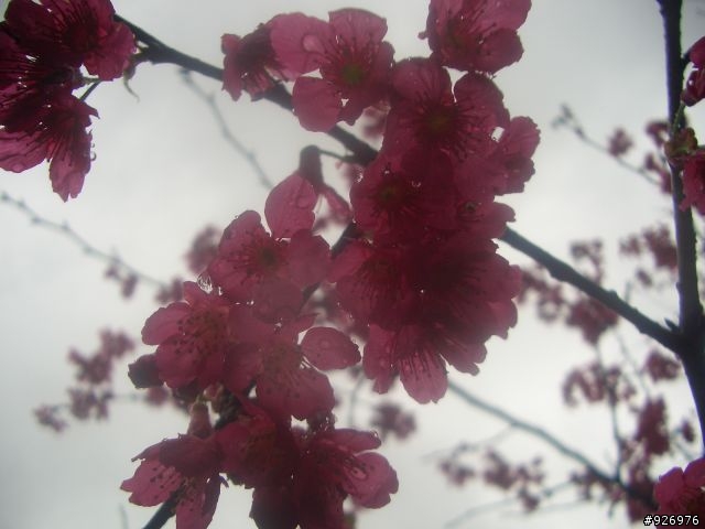 【有話要說】烏來櫻花綻放前