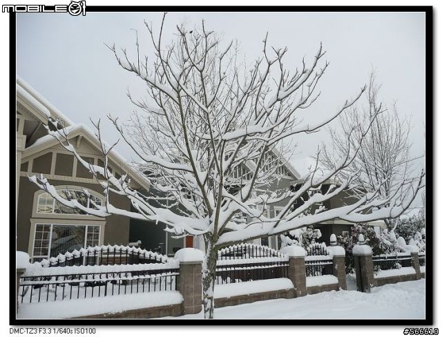 雪地裡的小Q