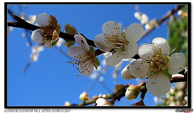 Olympusμ1030SW  梅花開啦