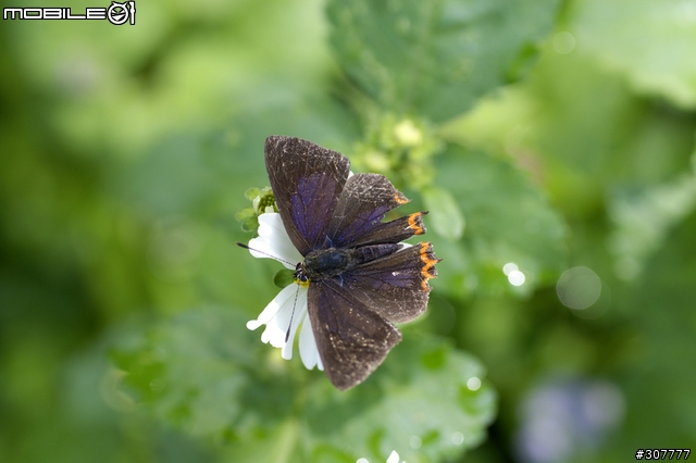 [分享]老東西 大感動 Minolta x-700 F200 , KM-D5D D7D 新增A200圖