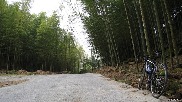 南投縣 竹山→投49鄉道→大人凍林道→軟鞍八卦茶園
