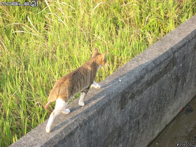 [小品遊記]鄉間小徑--竹縣三鎮訪幽行