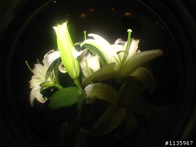 百合花