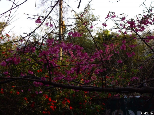 上角板山賞梅花正是時候~~~~