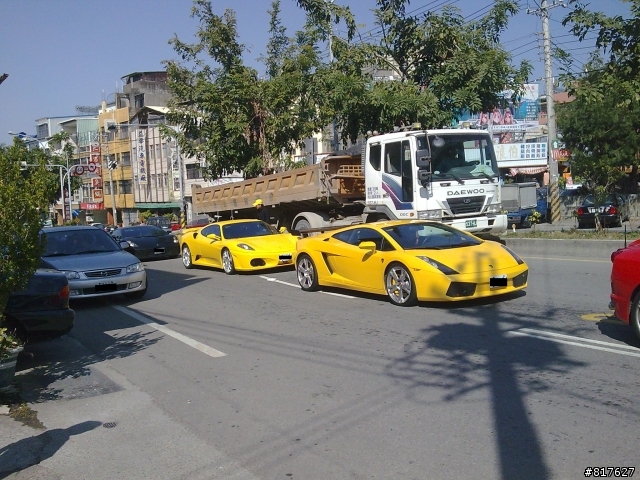 我家門前出現牛群 台8縣起點