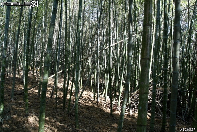 日月潭貓囒山[小徑+竹林]