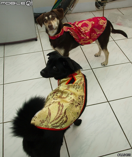 中型犬的狗衣服要去哪買阿？