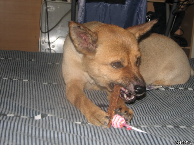 幫幫心急的主人"尋找走失家犬"內祥