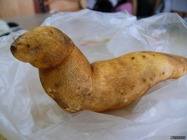吃中飯的時候發現家裡有一隻海豹！