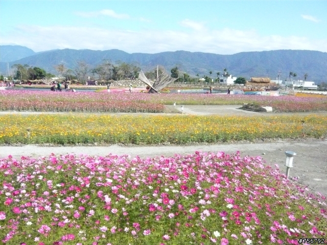 花東縱谷-池上農會碾米廠花海+池上自行車道油菜花