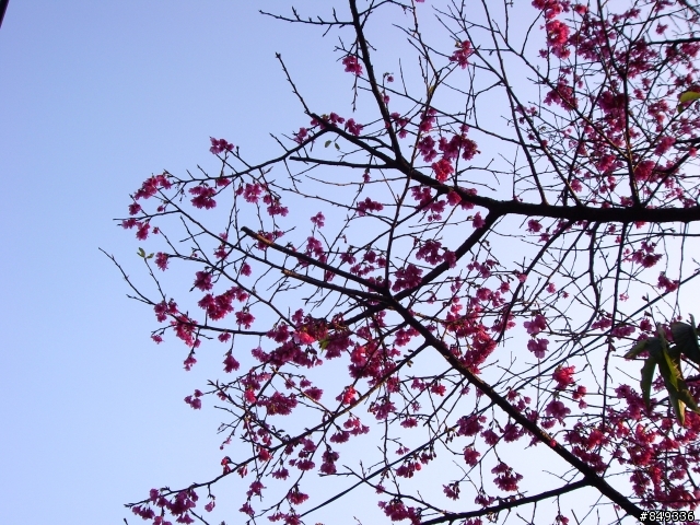 上角板山賞梅花正是時候~~~~