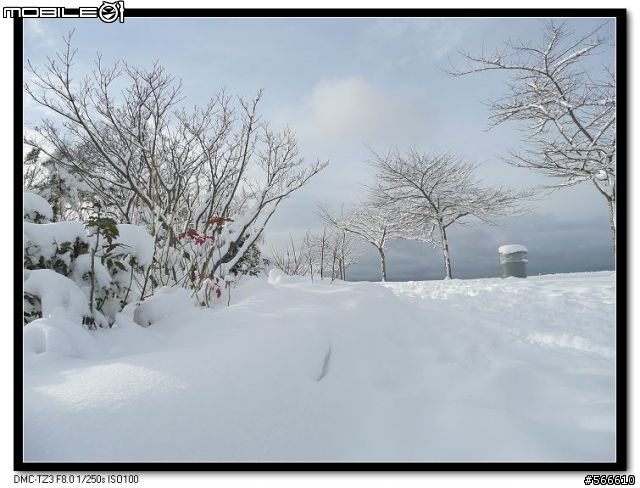 雪地裡的小Q