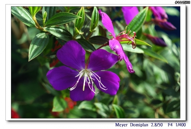 老鏡的春天...Meyer Optik Domiplan 2.8/50 M42 + NIKON