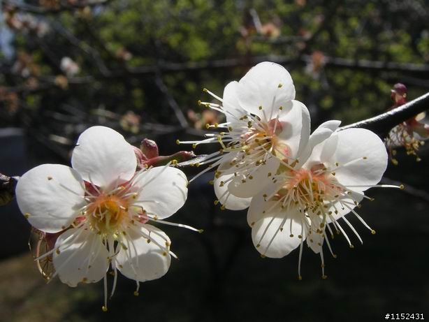 橘子滾吧 角板山賞梅花and東眼山