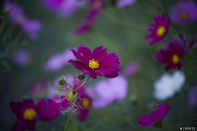 安定花田