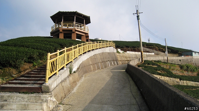 南投縣 竹山→投49鄉道→大人凍林道→軟鞍八卦茶園