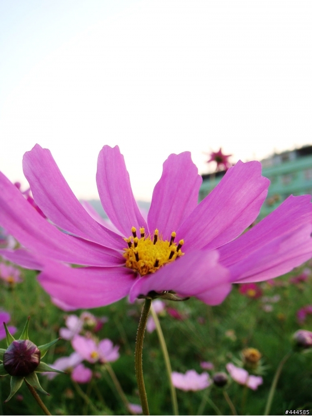 花的特寫