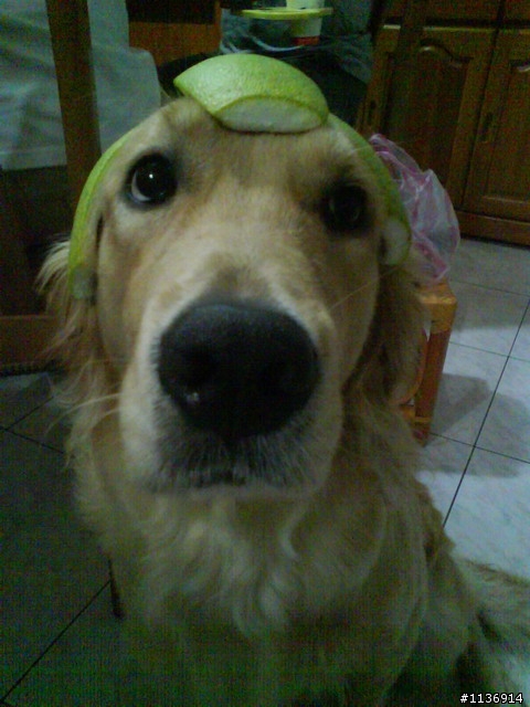 急尋---黃金獵犬