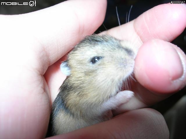 三線鼠認養