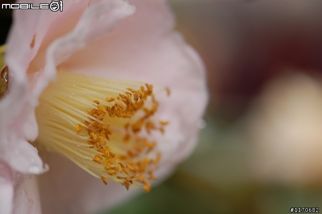 分享--茶花