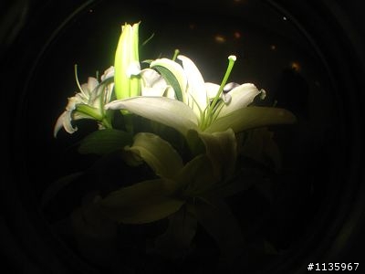 百合花