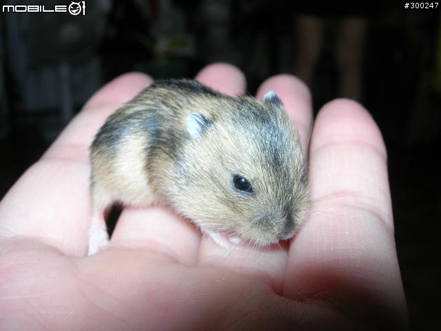 三線鼠認養