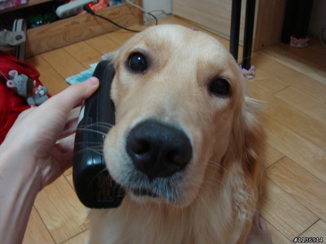 急尋---黃金獵犬