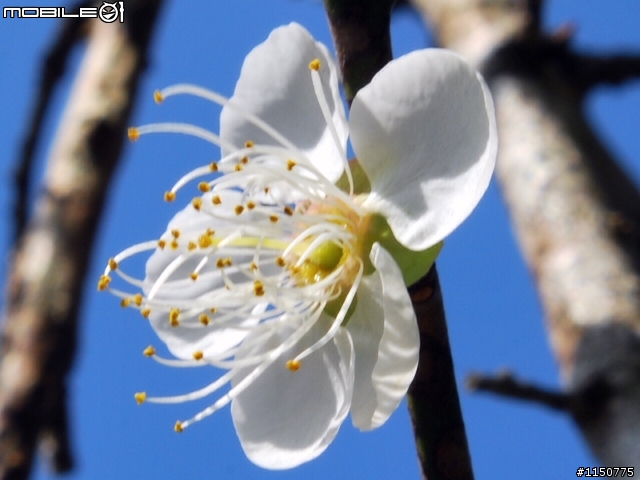 梅花三弄
