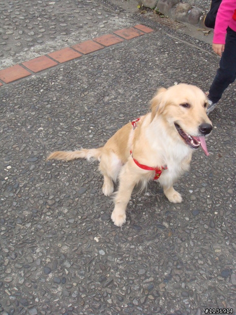 急尋---黃金獵犬