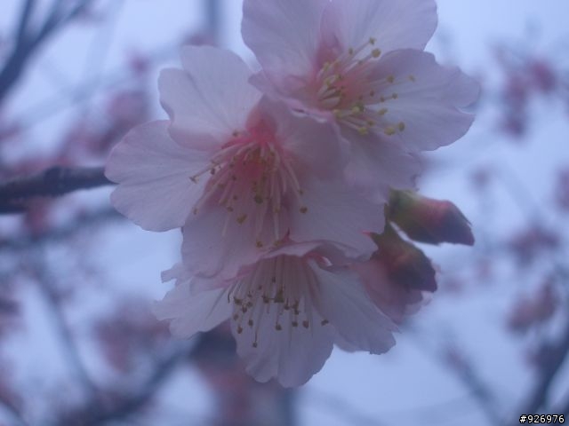 【有話要說】烏來櫻花綻放前