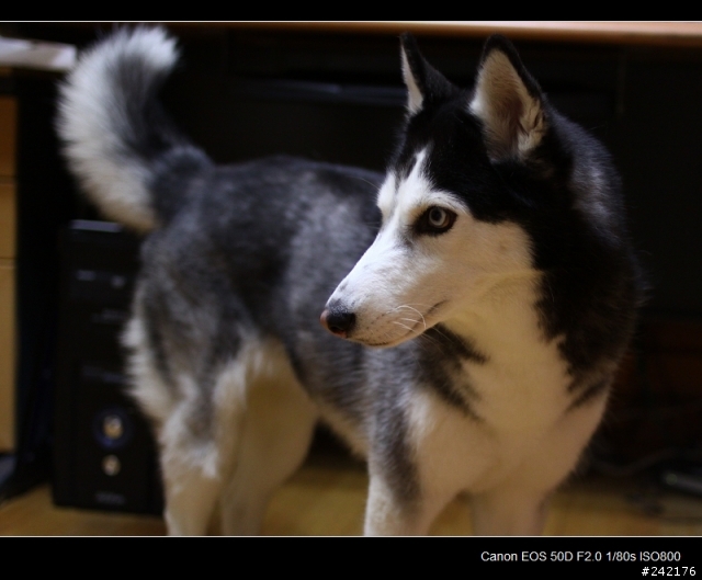 《不專業開箱文》Canon EF 35mm F2  冷門開箱+測試照