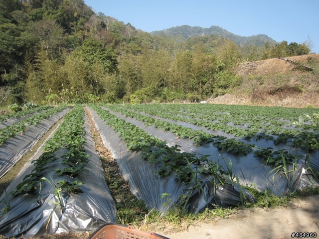 2008年12月我在廬山溫泉區......