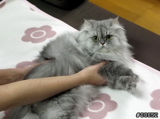 [圖文教學]貓手捲餵藥法