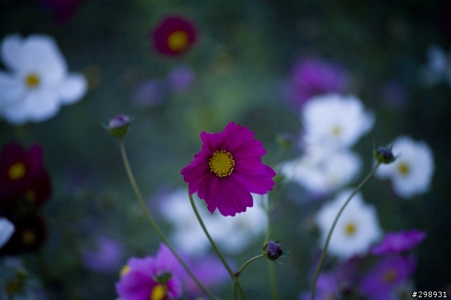 安定花田