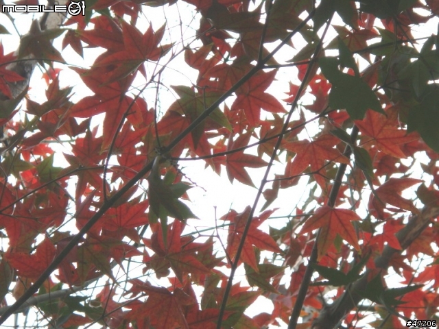 清大梅花開了