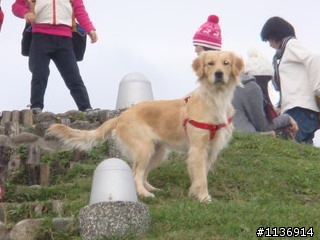 急尋---黃金獵犬