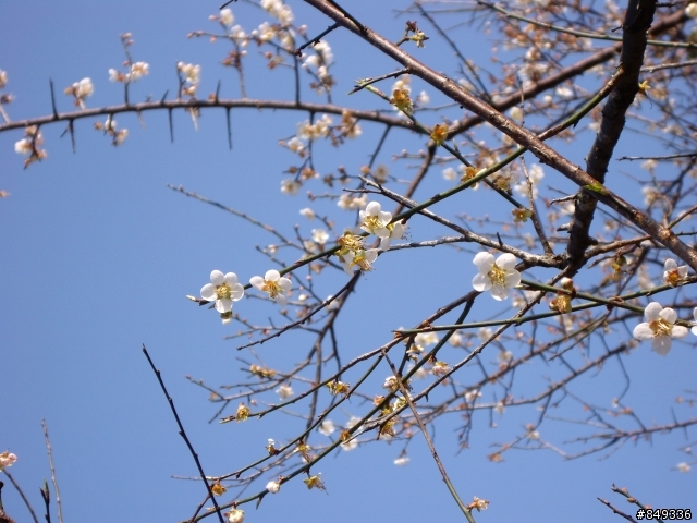 上角板山賞梅花正是時候~~~~