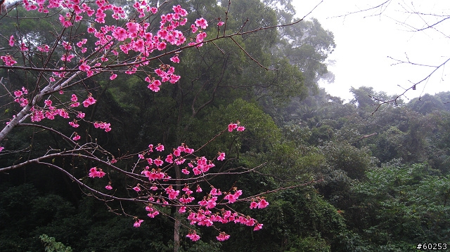 苗栗市 苗26→錫隘隧道→獅潭→苗22→雲洞宮→頭屋→苗栗