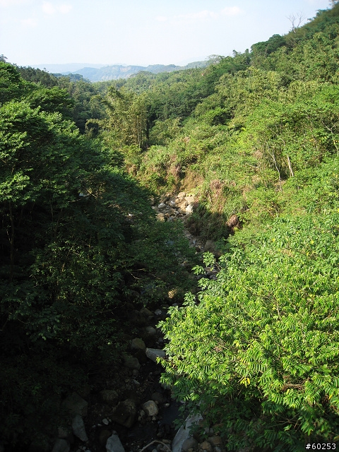 南投縣 竹山→投49鄉道→大人凍林道→軟鞍八卦茶園
