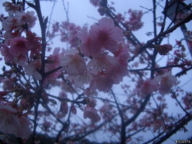 【有話要說】烏來櫻花綻放前