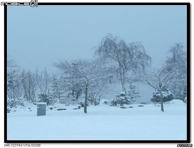 雪地裡的小Q