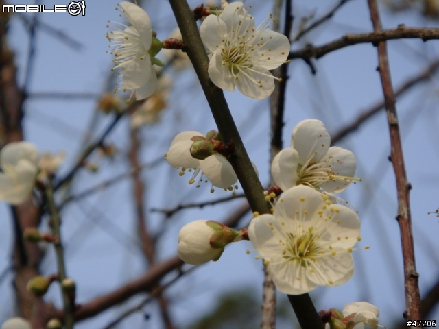 清大梅花開了