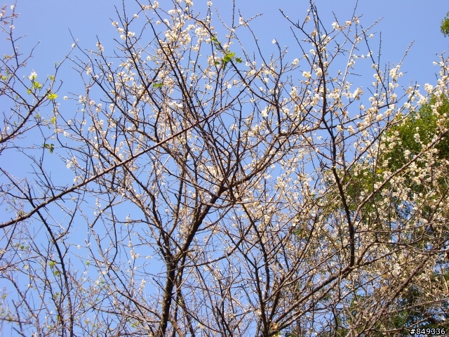上角板山賞梅花正是時候~~~~