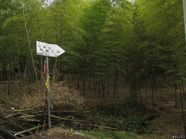 南投縣 竹山→投49鄉道→大人凍林道→軟鞍八卦茶園