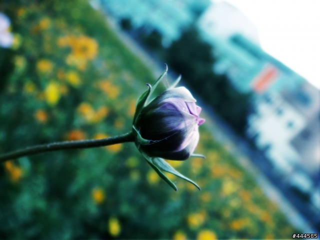 花的特寫